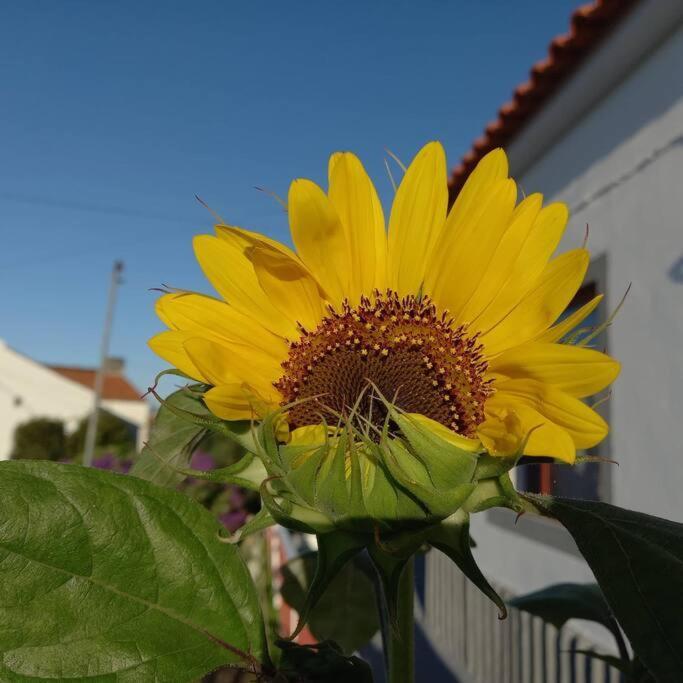Sunflower Guest House - Madalena - Pico Sao Caetano  Bagian luar foto